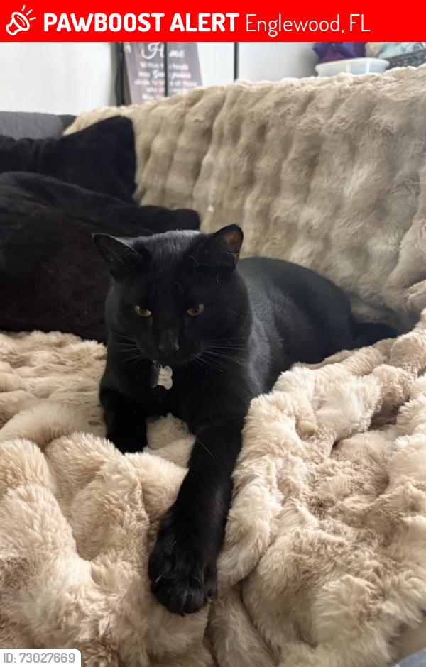 Lost Male Cat last seen oceanspray , gulfstream, spinnaker & sunnybrook blvd, Englewood, FL 34224