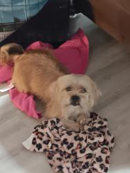 Lost Male Dog last seen Btw telephone rd and Sante Fe and btw 4th St and 19th street in Moore, Moore, OK 73160