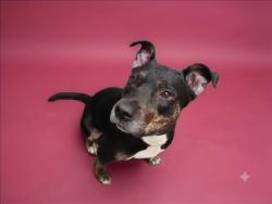 Shelter Stray Female Dog last seen , 1850 W 60th St, Los Angeles, CA 90047, USA