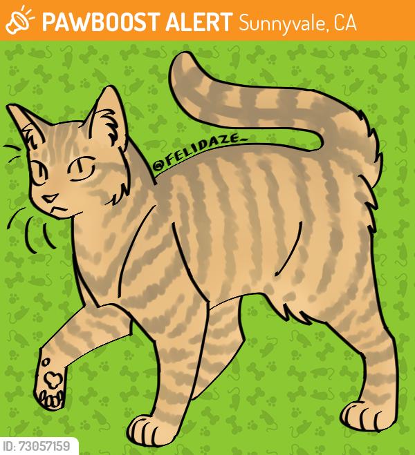Found/Stray Female Cat last seen Near East Cadinal Drive, Sunnyvale, CA 94087