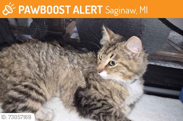 Found/Stray Female Cat last seen Bridgeport Animal hosp, Saginaw, MI 48601