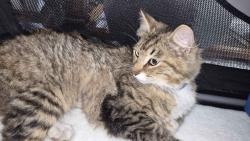 Found/Stray Female Cat last seen Bridgeport Animal hosp, Saginaw, MI 48601