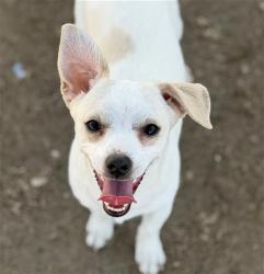 Shelter Stray Male Dog last seen Near BLOCK APPALOOSA, 3951 Fruitvale Ave, Bakersfield, CA 93308, USA