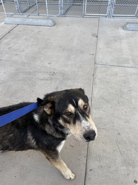 Shelter Stray Male Dog last seen Near BLOCK E WILSON RD, BAKERSFIELD CA 93307, 3951 Fruitvale Ave, Bakersfield, CA 93308, USA