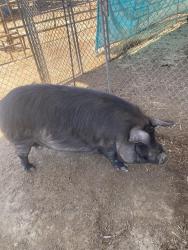 Shelter Stray Female Livestock last seen Near BLOCK CALIENTE CREEK RD, CALIENTE CA 93518, 3951 Fruitvale Ave, Bakersfield, CA 93308, USA