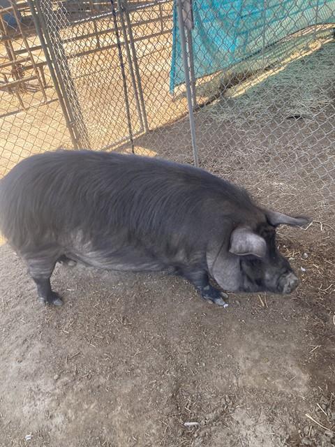 Shelter Stray Female Livestock last seen Near BLOCK CALIENTE CREEK RD, CALIENTE CA 93518, 3951 Fruitvale Ave, Bakersfield, CA 93308, USA