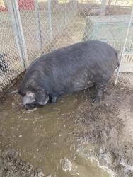 Shelter Stray Female Livestock last seen Near BLOCK CALIENTE CREEK RD, CALIENTE CA 93518, 3951 Fruitvale Ave, Bakersfield, CA 93308, USA
