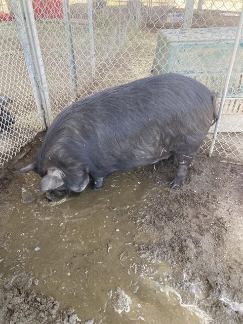 Shelter Stray Female Livestock last seen Near BLOCK CALIENTE CREEK RD, CALIENTE CA 93518, 3951 Fruitvale Ave, Bakersfield, CA 93308, USA