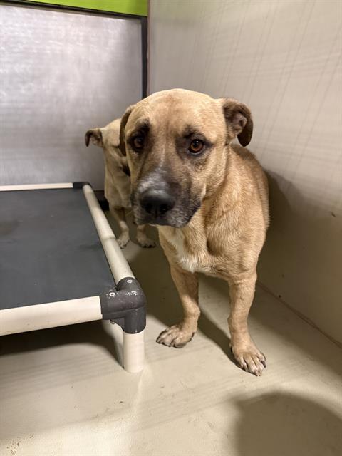 Shelter Stray Male Dog last seen Near BLOCK L, 3951 Fruitvale Ave, Bakersfield, CA 93308, USA