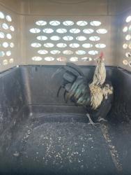Shelter Stray Male Bird last seen Near BLOCK CALIENTE CREEK RD, CALIENTE CA 93518, 3951 Fruitvale Ave, Bakersfield, CA 93308, USA