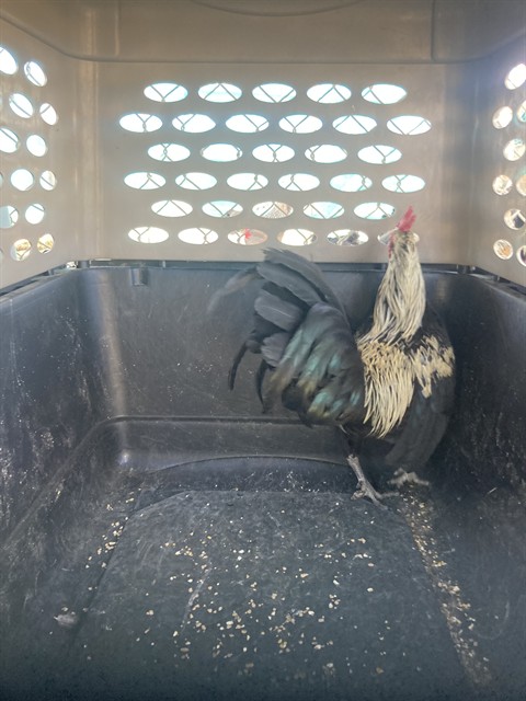 Shelter Stray Male Bird last seen Near BLOCK CALIENTE CREEK RD, CALIENTE CA 93518, 3951 Fruitvale Ave, Bakersfield, CA 93308, USA