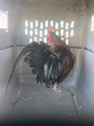 Shelter Stray Male Bird last seen Near BLOCK CALIENTE CREEK RD, CALIENTE CA 93518, 3951 Fruitvale Ave, Bakersfield, CA 93308, USA