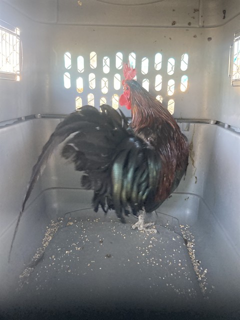 Shelter Stray Male Bird last seen Near BLOCK CALIENTE CREEK RD, CALIENTE CA 93518, 3951 Fruitvale Ave, Bakersfield, CA 93308, USA
