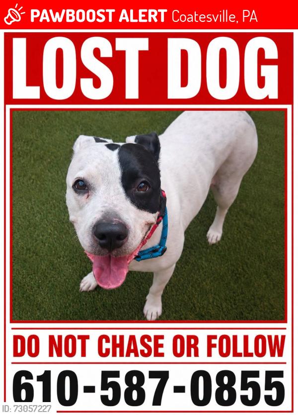 Lost Female Dog last seen Stottsville Inn Coatesville PA, Coatesville, PA 19320
