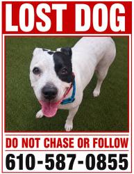 Lost Female Dog last seen Stottsville Inn Coatesville PA, Coatesville, PA 19320