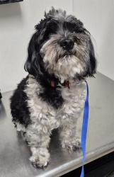 Shelter Stray Male Dog last seen Near BLOCK MAGELLAN DR, TEHACHAPI CA 93561, 3951 Fruitvale Ave, Bakersfield, CA 93308, USA