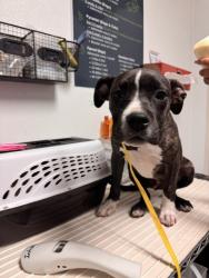 Shelter Stray Male Dog last seen Near BLOCK PATTON WAY, BAKERSFIELD CA 93308, 3951 Fruitvale Ave, Bakersfield, CA 93308, USA