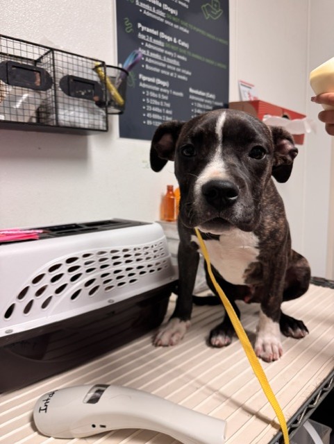 Shelter Stray Male Dog last seen Near BLOCK PATTON WAY, BAKERSFIELD CA 93308, 3951 Fruitvale Ave, Bakersfield, CA 93308, USA