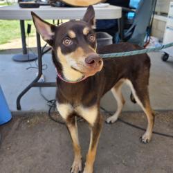 Shelter Stray Female Dog last seen Near BLOCK BLCK CHESTNUT ST, LOS ALAMITOS, CA, 90720, Cypress, CA 90720, USA