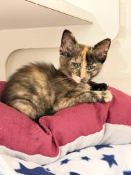 Shelter Stray Female Cat last seen , 16 Barnes Ct, Hayward, CA 94544, USA