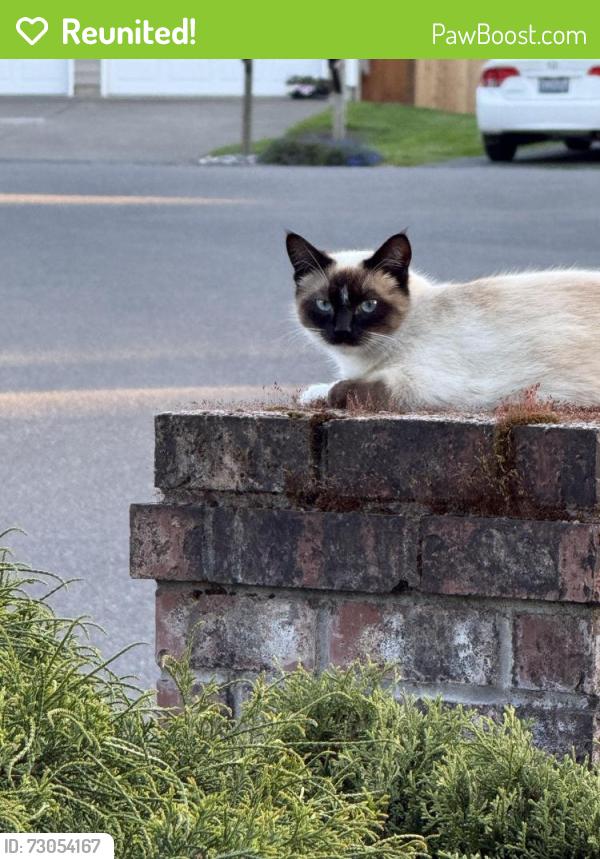 Reunited Female Cat last seen 33rd ave sw, Federal Way, WA 98023