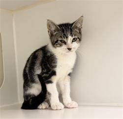 Shelter Stray Male Cat last seen DUMPED AT SHELTER, 16 Barnes Ct, Hayward, CA 94544, USA