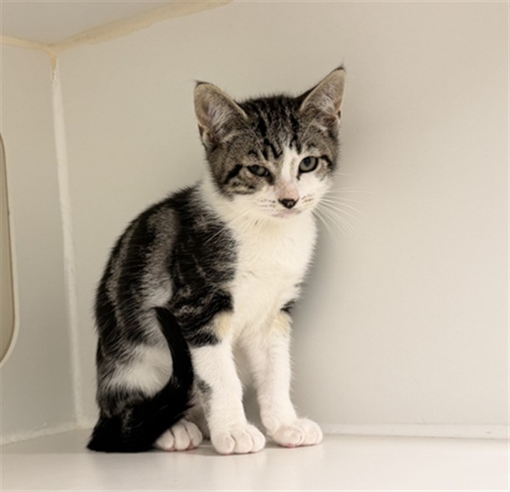 Shelter Stray Male Cat last seen DUMPED AT SHELTER, 16 Barnes Ct, Hayward, CA 94544, USA
