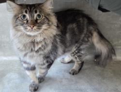Shelter Stray Male Cat last seen , 14409 Vanowen St, Van Nuys, CA 91405, USA