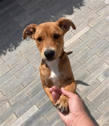 Shelter Stray Female Dog last seen Near BLOCK BLCK E ANAHEIM ST, LONG BEACH, CA 90804, 7700 E Spring St, Long Beach, CA 90815, USA