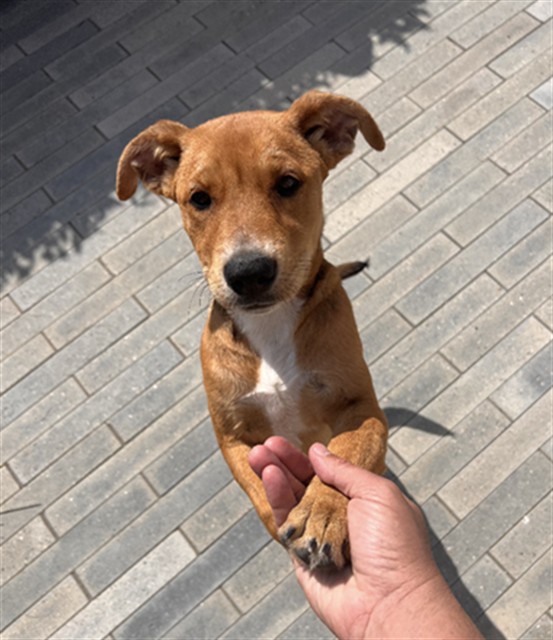 Shelter Stray Female Dog last seen Near BLOCK BLCK E ANAHEIM ST, LONG BEACH, CA 90804, 7700 E Spring St, Long Beach, CA 90815, USA