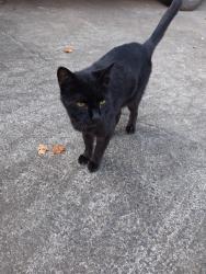 Found/Stray Unknown Cat last seen Bullard Rd and Luther Ward Rd, Powder Springs, GA 30127