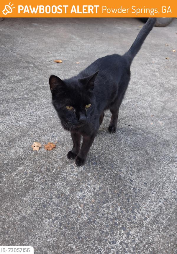 Found/Stray Unknown Cat last seen Bullard Rd and Luther Ward Rd, Powder Springs, GA 30127