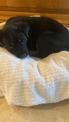 Found/Stray Female Dog last seen La Cienega Blvd. and 134th Place Wiseburn walk path, Hawthorne, CA 90250