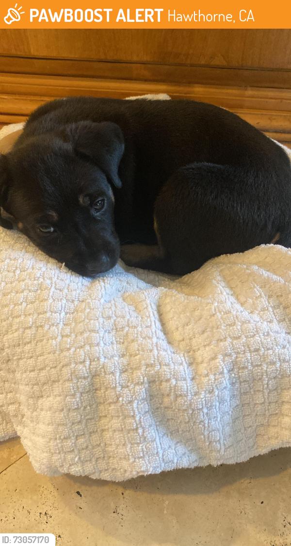 Found/Stray Female Dog last seen La Cienega Blvd. and 134th Place Wiseburn walk path, Hawthorne, CA 90250