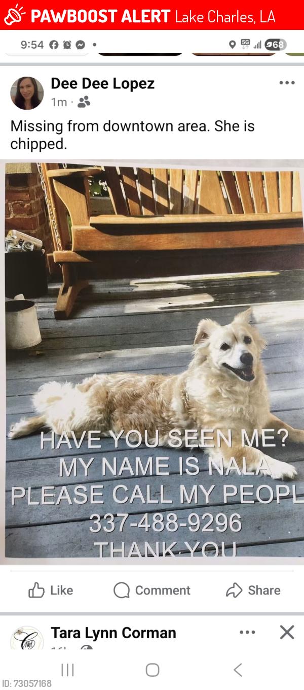 Lost Female Dog last seen Drew Street, Lake Charles, LA 70601