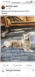 Lost Female Dog last seen Drew Street, Lake Charles, LA 70601