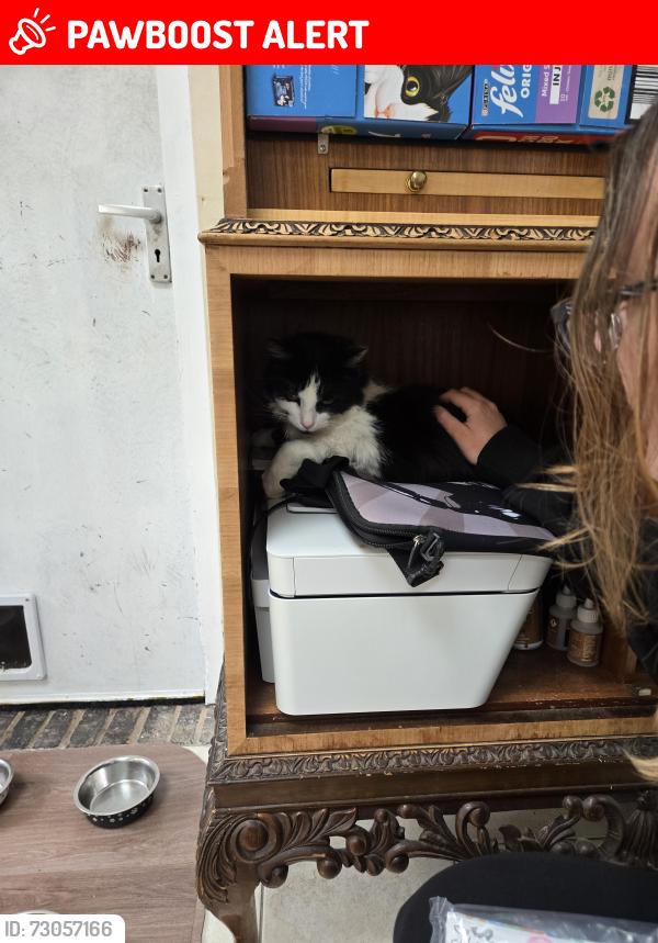 Lost Female Cat last seen Hamstead road , Handsworth, England 