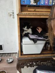 Lost Female Cat last seen Hamstead road , Handsworth, England 