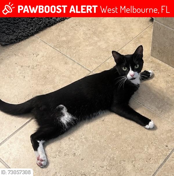 Lost Female Cat last seen Ever Rd, West Melbourne, FL 32904