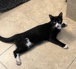 Lost Female Cat last seen Ever Rd, West Melbourne, FL 32904