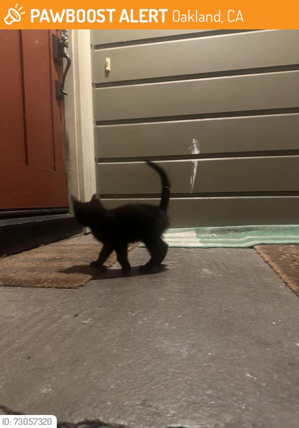 Found/Stray Female Cat last seen 32nd st. and Hannah St., Oakland, CA 94608