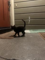 Found/Stray Female Cat last seen 32nd st. and Hannah St., Oakland, CA 94608