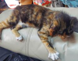 Reunited Female Cat last seen Hillcrest near USA, Mobile, AL 36608
