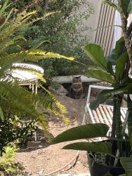 Found/Stray Unknown Cat last seen Hanging around my home, Long Beach, CA 90814