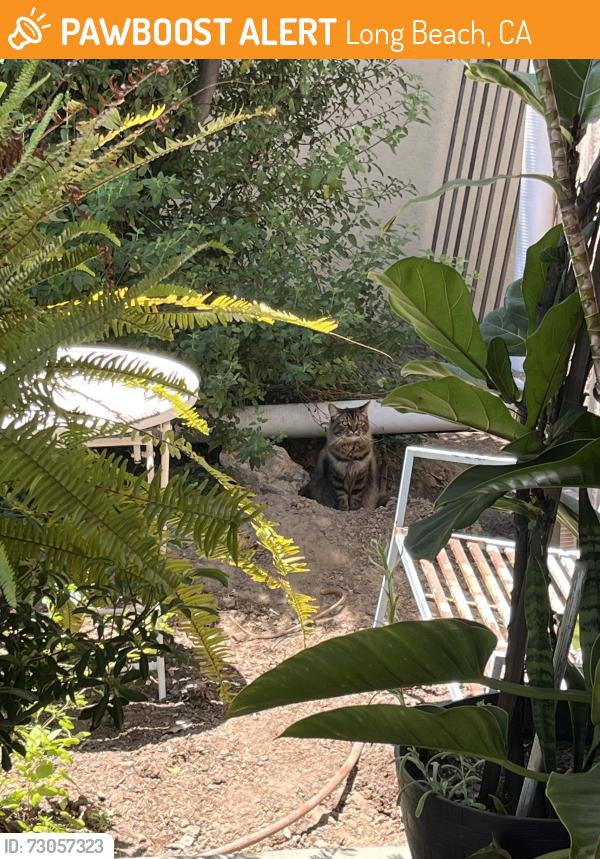 Found/Stray Unknown Cat last seen Hanging around my home, Long Beach, CA 90814