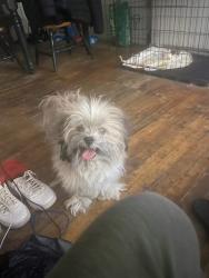 Lost Male Dog last seen Thatcher and Curtis, Detroit, MI 48235