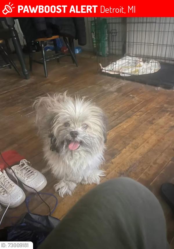Lost Male Dog last seen Thatcher and Curtis, Detroit, MI 48235