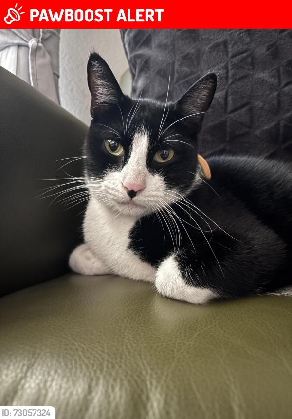 Lost Male Cat last seen Chapel Run Montgomery Tx, Montgomery County, TX 77304