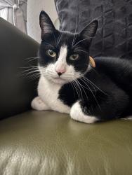 Lost Male Cat last seen Chapel Run Montgomery Tx, Montgomery County, TX 77304