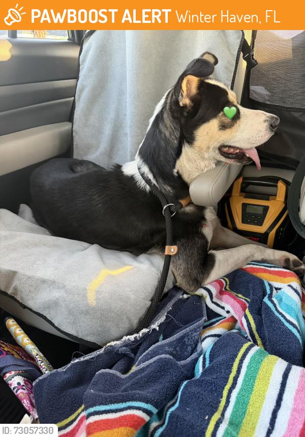 Found/Stray Unknown Dog last seen Lowe’s and 7/11, Winter Haven, FL 33880